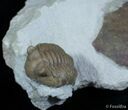 Russian Trilobite Asaphus Cornutus #3055-3